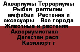 Аквариумы.Террариумы.Рыбки, рептилии, амфибии. Растения и аксесуары - Все города Животные и растения » Аквариумистика   . Дагестан респ.,Кизилюрт г.